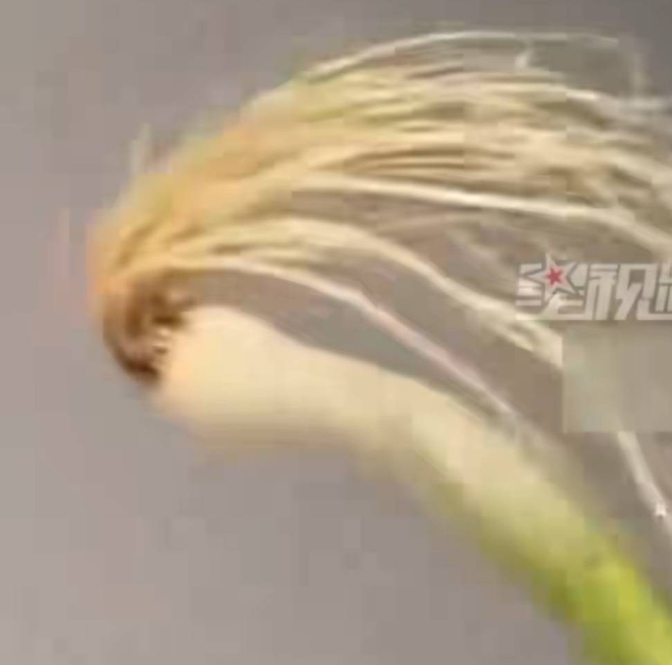 被球员本人翻牌子的“哈兰葱”实为蒜苗，重庆小伙挑了一小时