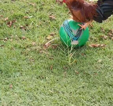 足球托特纳姆热刺队徽背后的灵感来源英超10-15 11:51